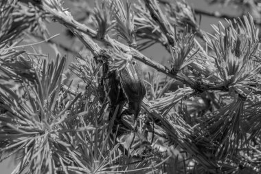 siyah ve beyaz kozalak