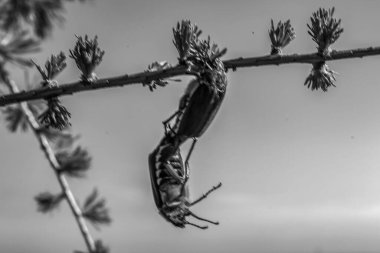 bir ağacın siyah beyaz fotoğrafı