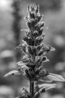 Esrar, kenevir yaprağı, marihuana