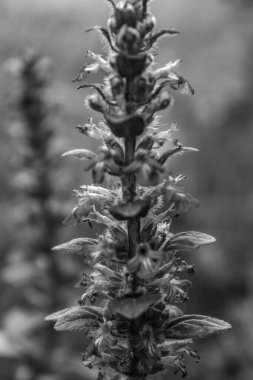 Bulanık bir arkaplanda çam kozalağı yakın çekim