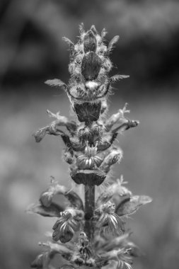 Çiçek açan çiçeklerin yakın görünümü