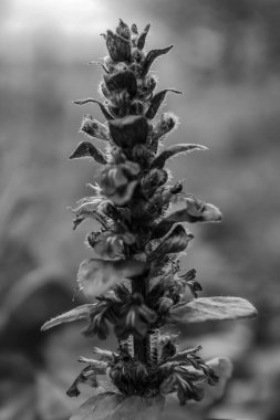 Kurumuş bir ayçiçeğinin bulanık arkaplanlı dikey gri tonda yakın plan görüntüsü.