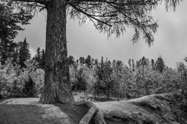Ormandaki güzel çam ağaçları. doğa arkaplanı