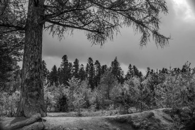 Ormandaki bir ağacın siyah beyaz fotoğrafı.
