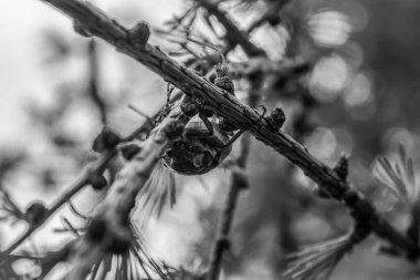 Doğadaki bir ağacı kapat. siyah beyaz fotoğraf