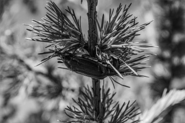 Bir daldaki siyah beyaz çam iğnelerinin yakın çekimi.