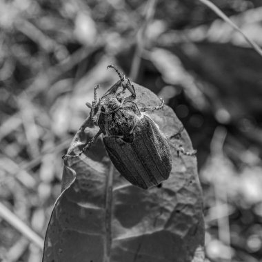 Yaprağın üzerindeki böcek.