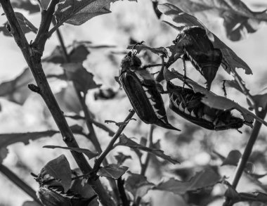 Güzel bir kelebeğe yaklaş