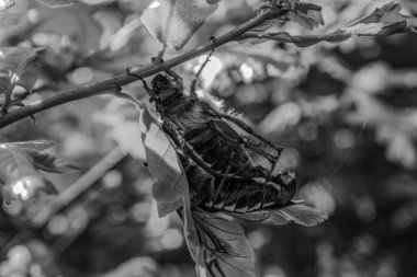 Ağaçtaki bir kelebeğe yaklaş