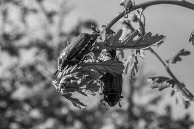 Siyah-beyaz bir bitkiye yakın çekim. Arka planda güneş ışığı var.