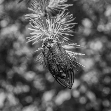 bir ağacın siyah beyaz fotoğrafı