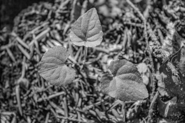Ormanda sonbahar yaprakları