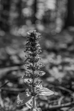 Bahçedeki güzel bir çiçeğin siyah beyaz fotoğrafını çek.