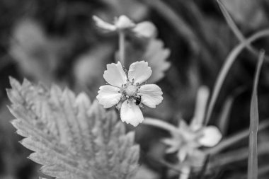 Siyah ve beyazın güzel çiçeği