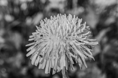 Güzel botanik fotoğrafı, doğal duvar kağıdı.