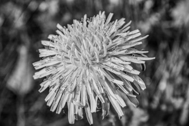 Güzel beyaz çiçek. Yaklaş.