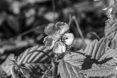 Ormanda güzel çiçekler.