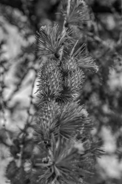 Bahçedeki siyah beyaz çiçek