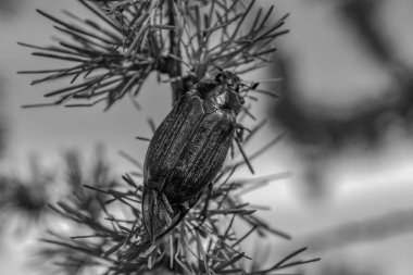 siyah-beyaz böceği