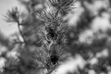 bir örümceğin siyah beyaz fotoğrafı