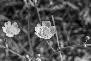 Bahçedeki güzel çiçekler