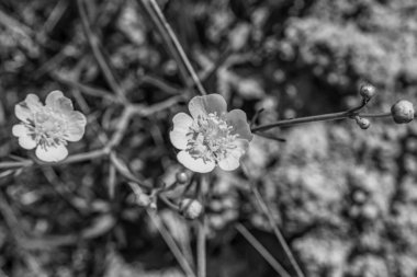 Bahçedeki güzel çiçekler