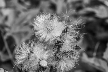 Güzel çiçeğe yaklaş.