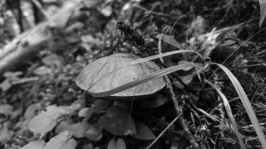 Ormandaki bir ağacın yakınında.