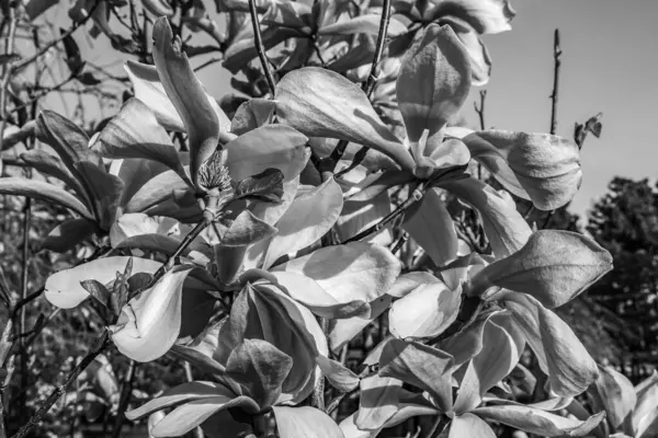 Güzel botanik fotoğrafı, doğal duvar kağıdı.