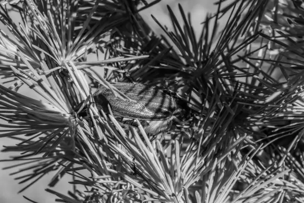 Çam iğneleri ve kozalaktaki bir dala kozalak.