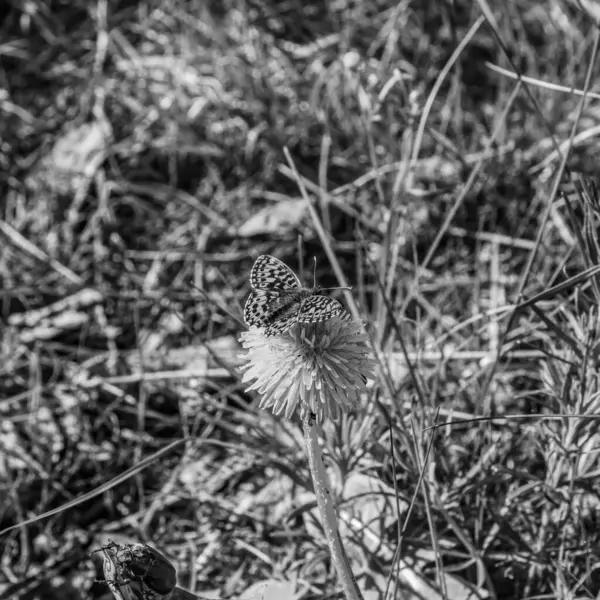 Bahçedeki güzel çiçekler