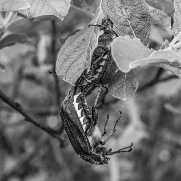 Ağaçtaki bir kelebeğin siyah beyaz fotoğrafı.
