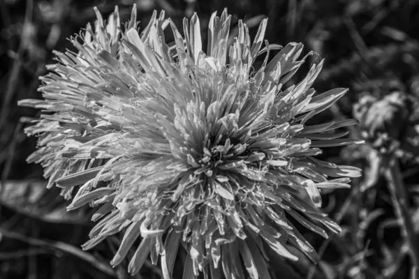 Bahçedeki beyaz çiçek