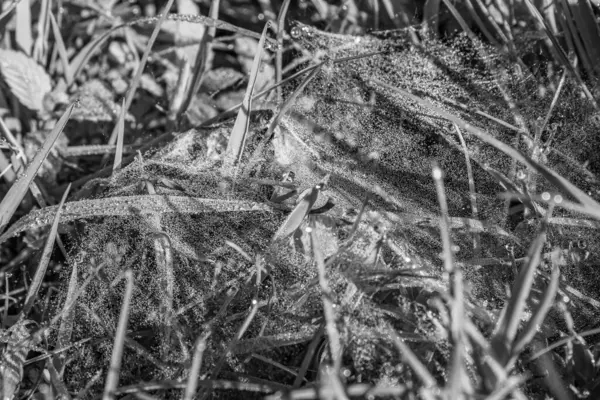 Örümcek ağı ağda