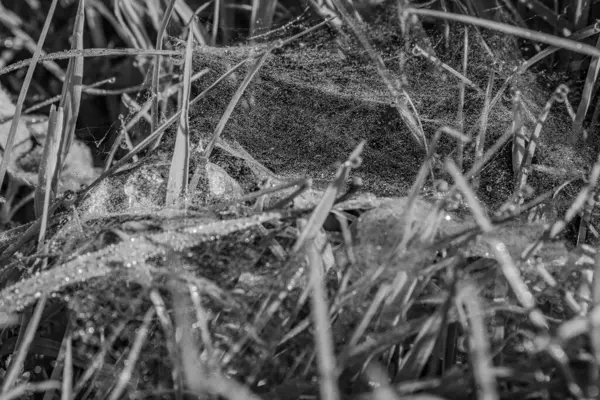 Kuru otların üzerinde örümcek