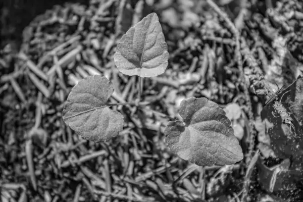 Ormanda sonbahar yaprakları