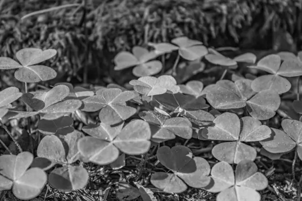 Bahçedeki güzel çiçekler