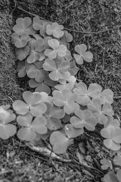 Bahçede beyaz yonca yaprakları