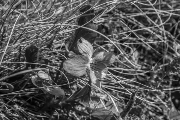 Kuru ot, doğa bitki örtüsü.