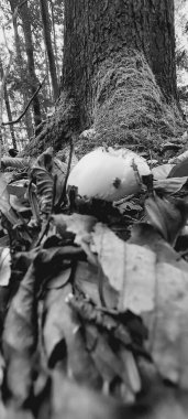 Düşen bir ağacın dikey gri tonlu görüntüsü.