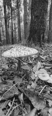 Ormandaki bir ağacın siyah beyaz fotoğrafı.