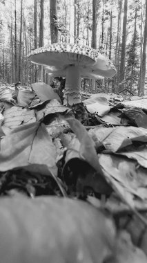 Ormanda mantar ve mantar