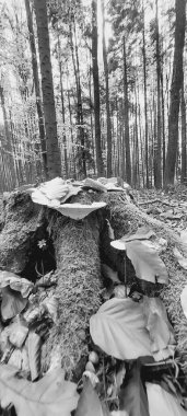 Ormandaki genç adamın siyah beyaz fotoğrafı.