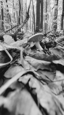 Ormanda mantar, sonbahar mevsimi