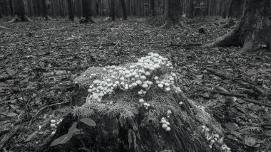 Beyaz mantarlar ve ormandaki devrilmiş ağaçlar, siyah beyaz fotoğraf.