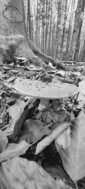 Ormanın güzel manzarası