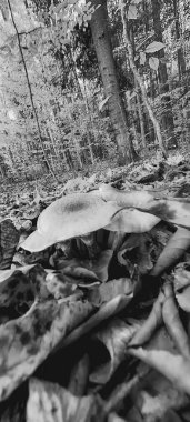 Güzel bir ormanın siyah beyaz fotoğrafı