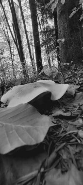 Ormanda sonbahar yaprakları