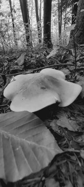 Güzel bir sonbahar ormanı Siyah ve beyaz yapraklı