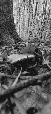 Yerdeki paslı metal boru.